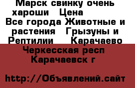 Марск свинку очень хароши › Цена ­ 2 000 - Все города Животные и растения » Грызуны и Рептилии   . Карачаево-Черкесская респ.,Карачаевск г.